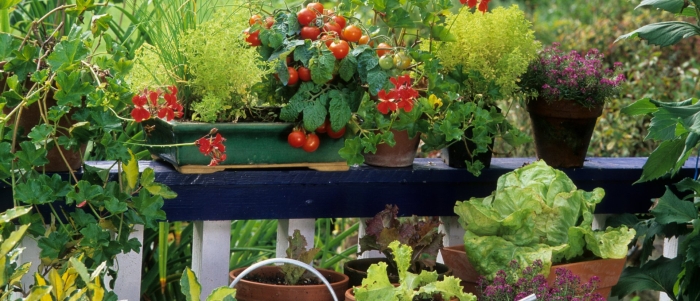 Огородик на балконе