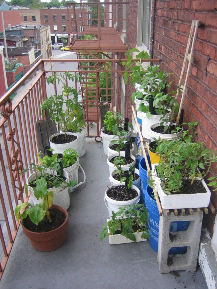 Огород на балконе
