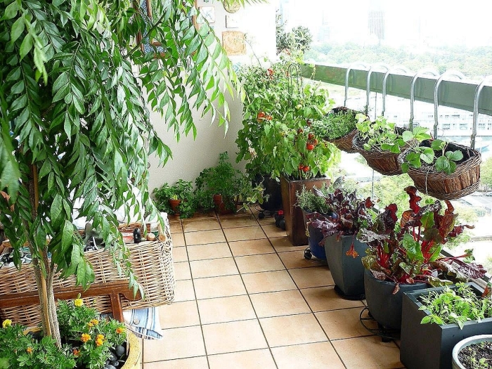 Balcony plants