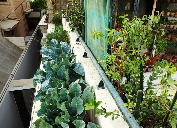 Капуста на балконе