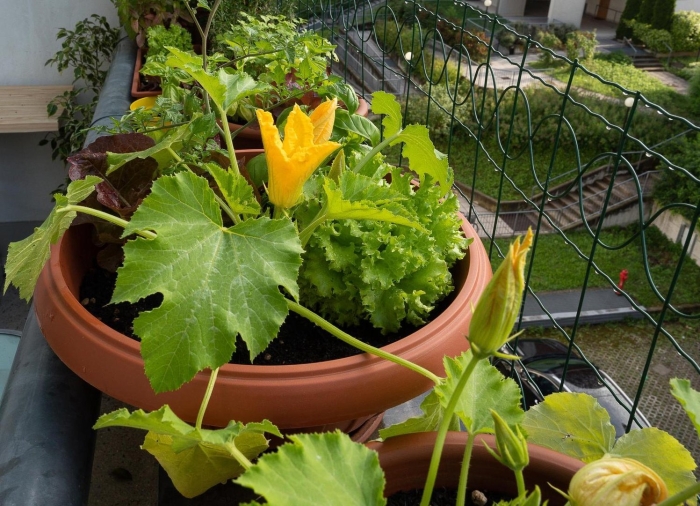 Кабачки кустовые