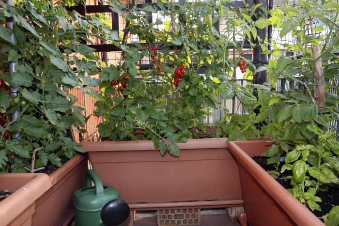 Огурцы и помидоры на балконе