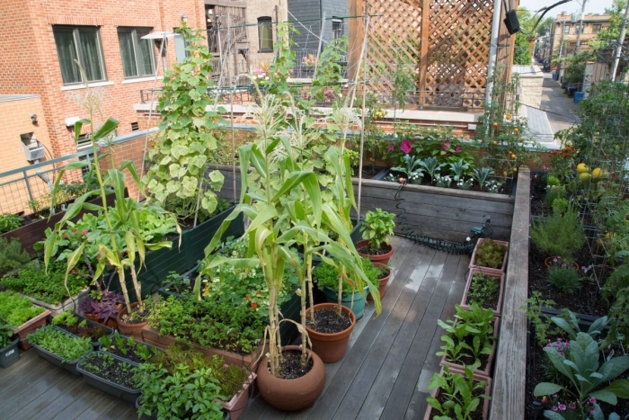 Vegetable garden ideas
