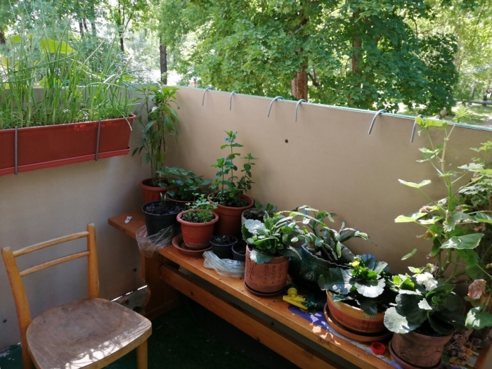 Огород на маленьком балконе