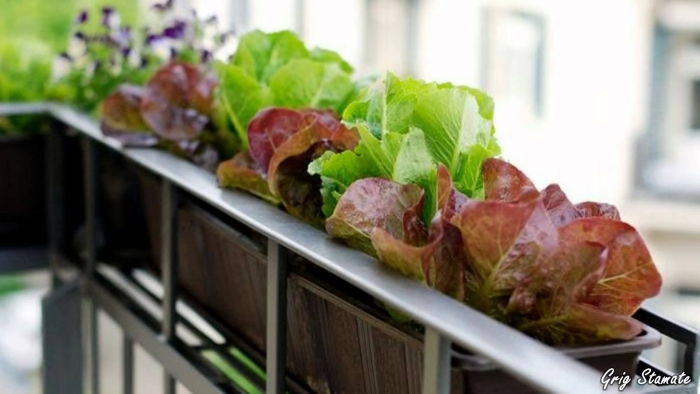 Овощи на подоконнике