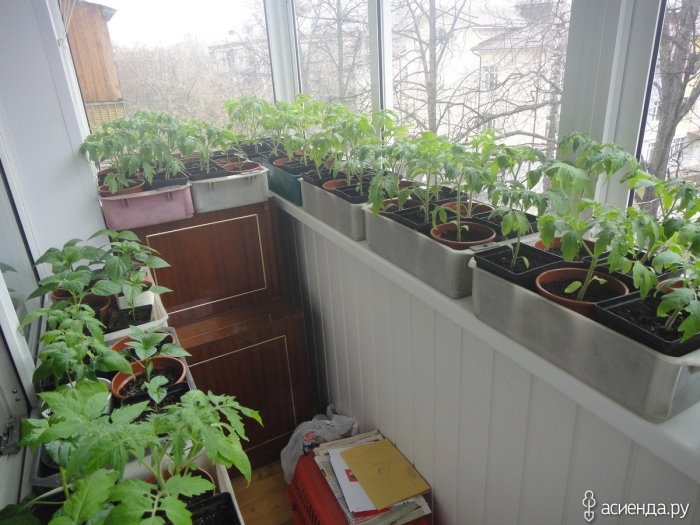 Рассада на окне
