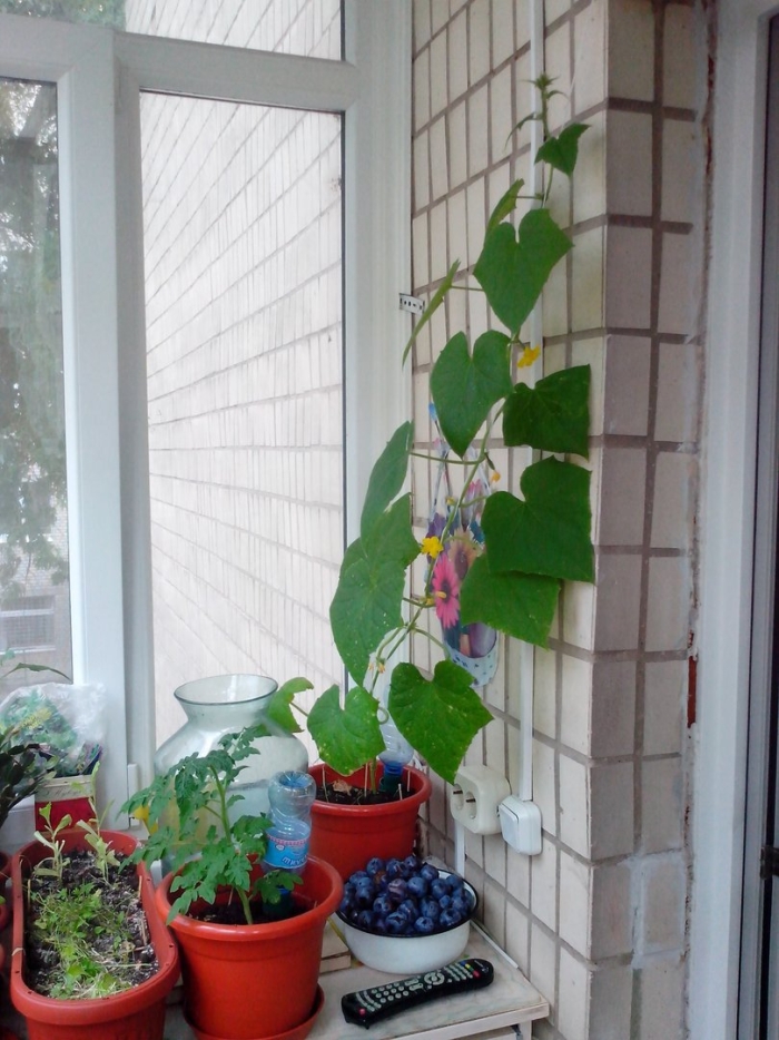 Огурцы на балконе