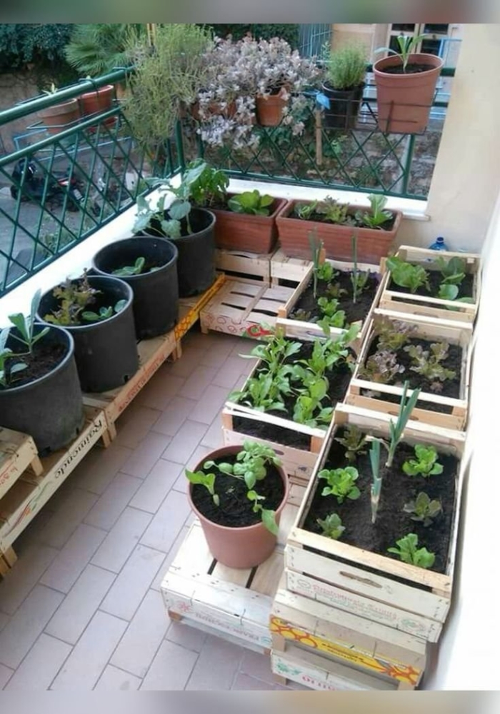 Огород дизайн