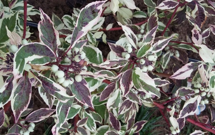 Дерен белый sibirica variegata