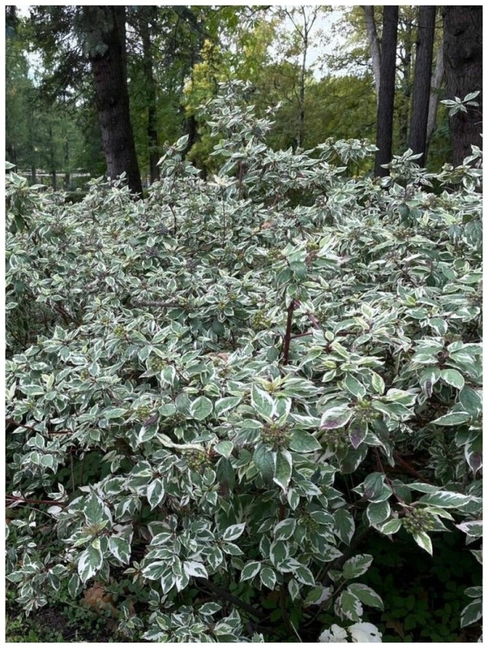 Дерен белый сибирика вариегата