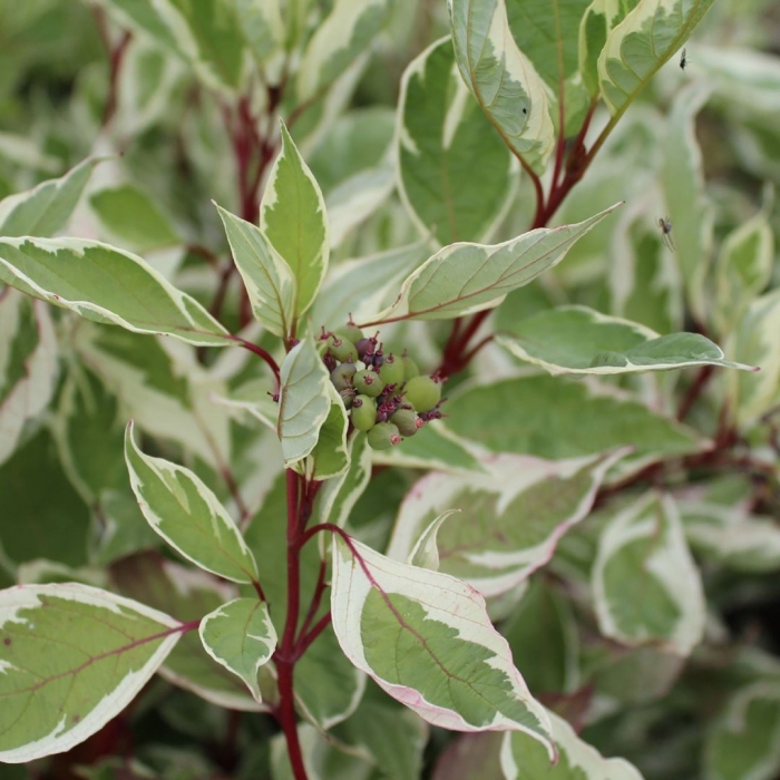 Дерен белый элегантиссима