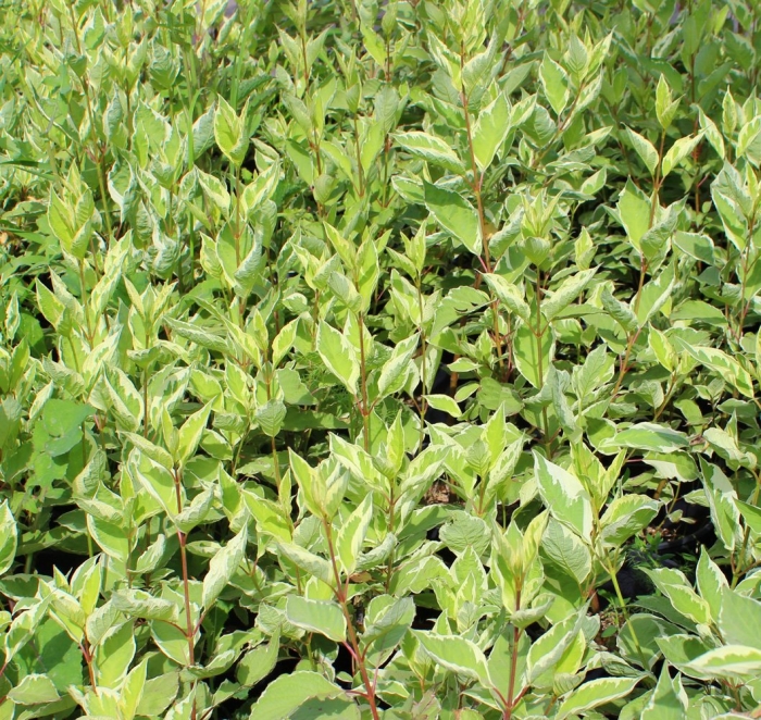 Дерен белый элегантиссима