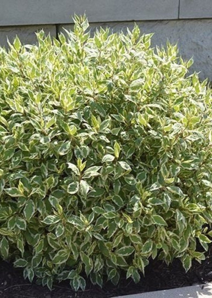 Дёрен элегантиссима