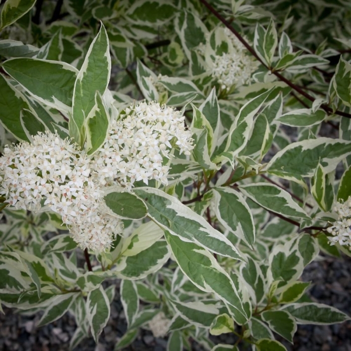 Элегантиссима дерен