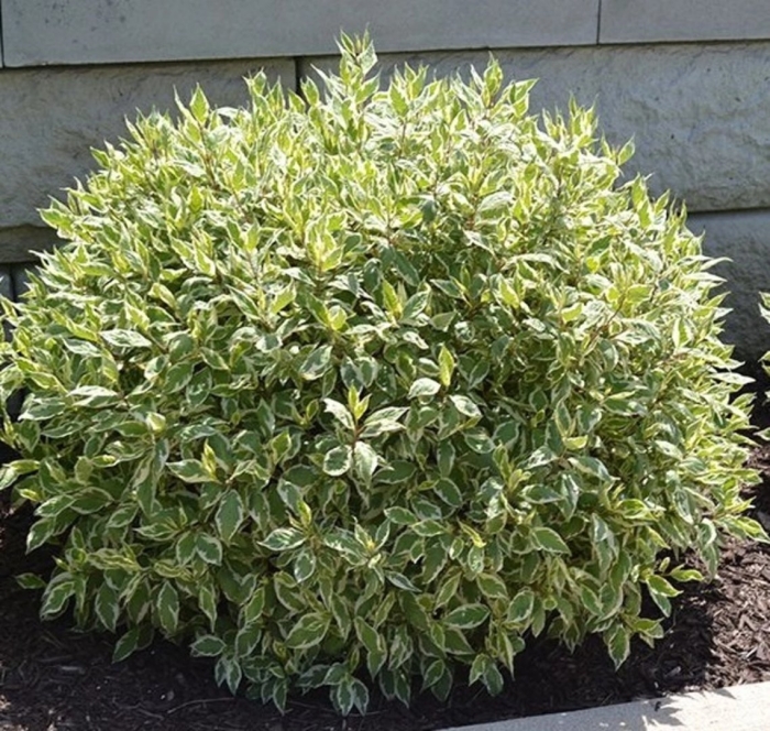 Дёрен элегантиссима