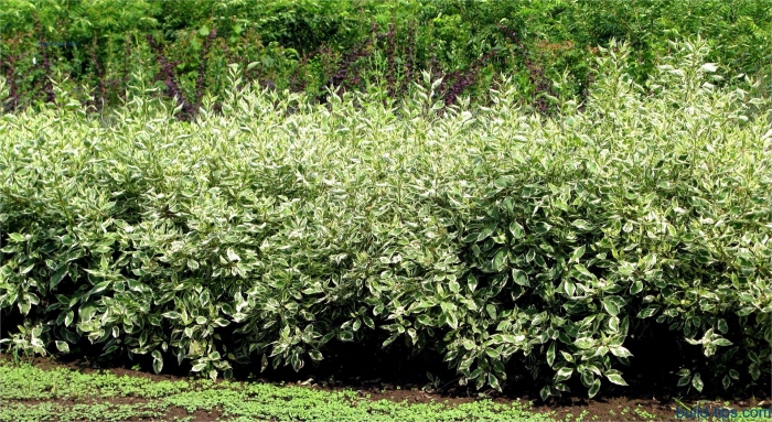 Дерен белый argenteomarginata