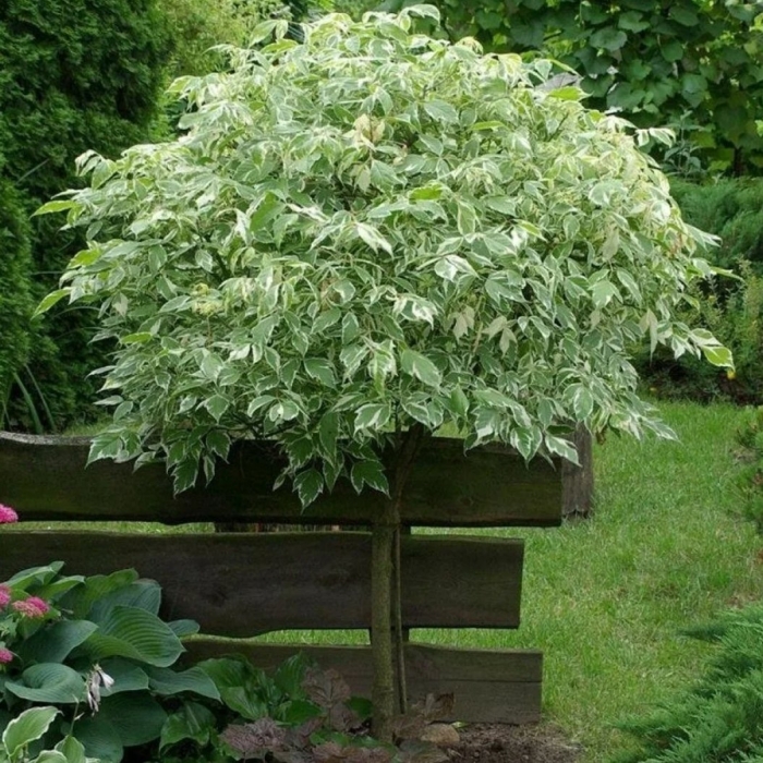 Клен ясенелистный элеганс