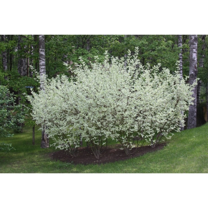 Ирга канадская (amelanchier canadensis)