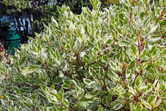 Дерен белый сибирика вариегата