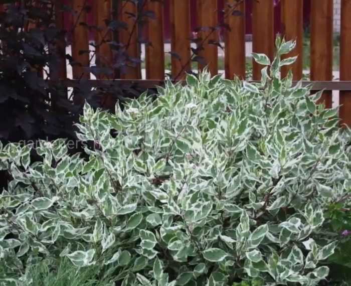 Дерен айвори хало