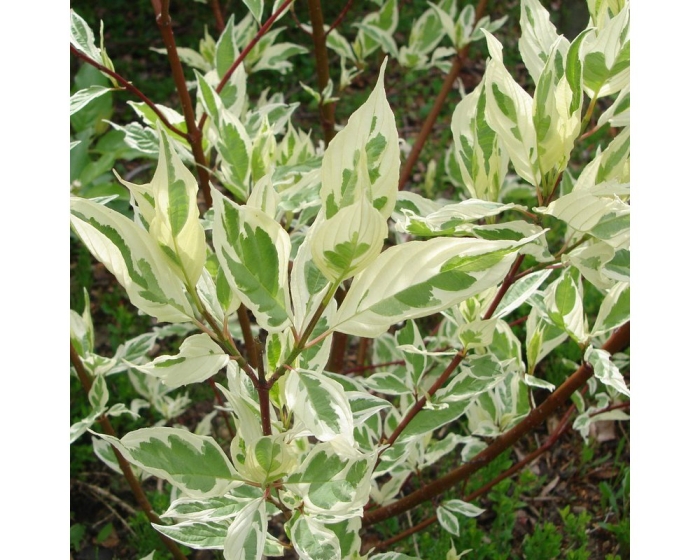 Дерен белый