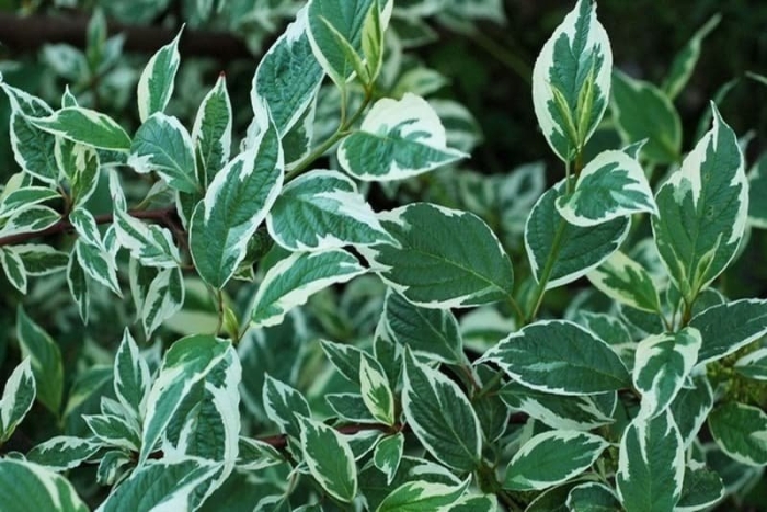 Дерен вариегатный элегантиссима