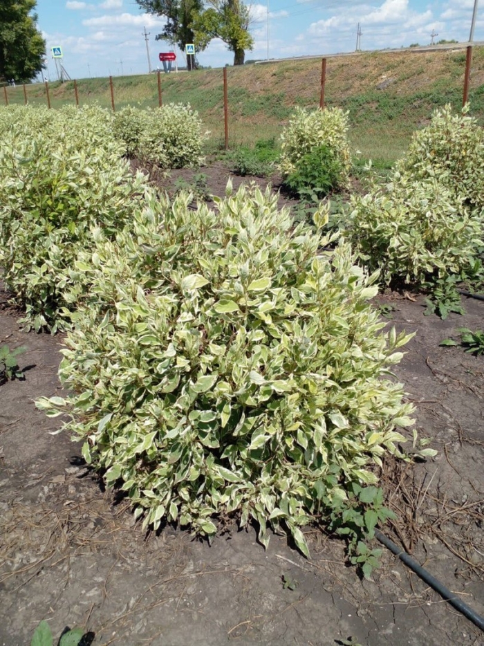 Дерен белый элегантиссима