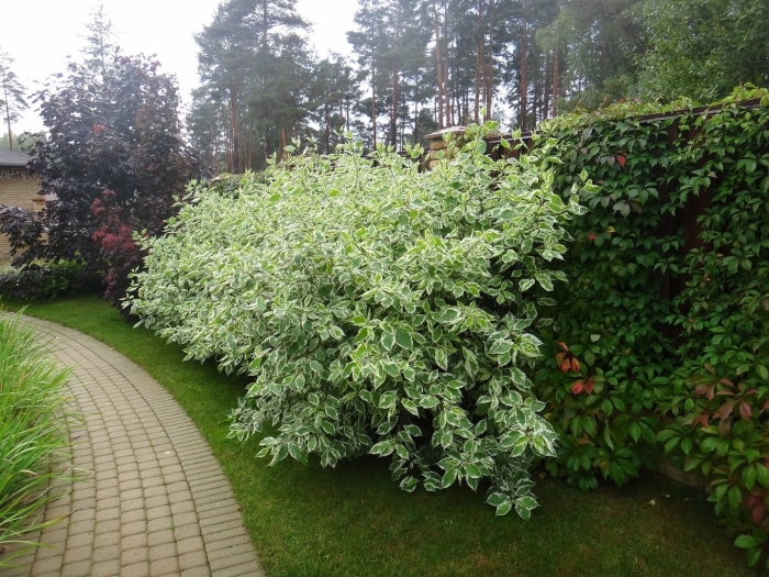 Дерен элегантиссима