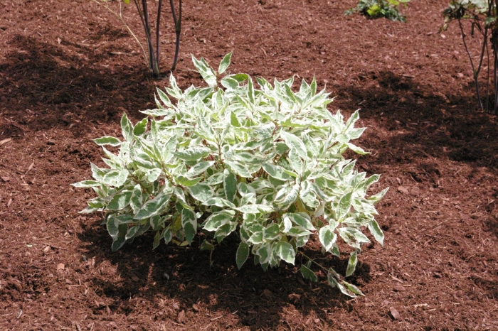 Дерен белый 'elegantissima'