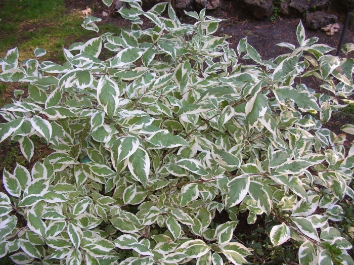 Дерен сибирика вариегата