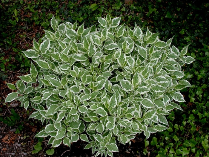 Дерен белый argenteomarginata