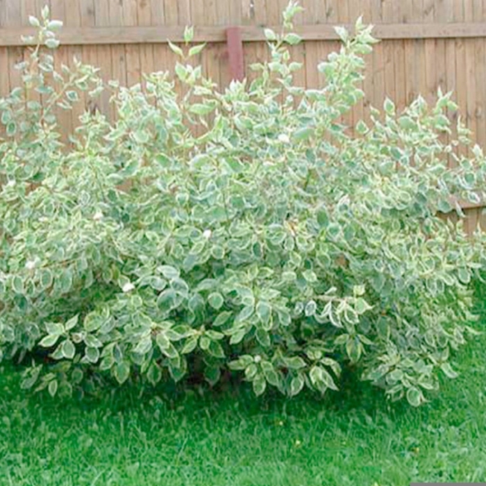 Сибирика вариегата дерен