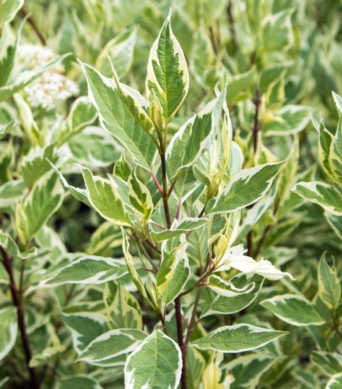 Дерен cornus alba sibirica