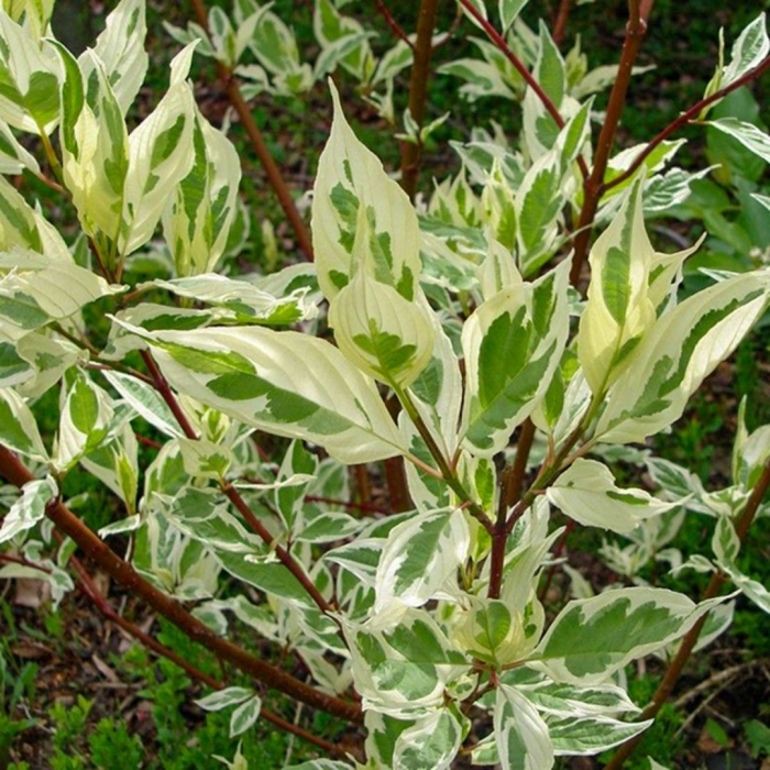 Дерен элегантиссима