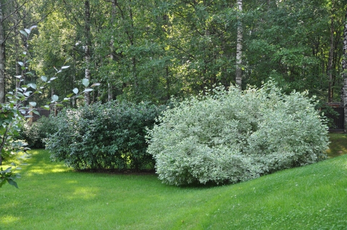 Дерен элегантиссима в ландшафтном дизайне