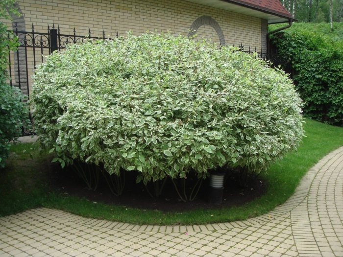 Дерен белый cornus alba elegantissima