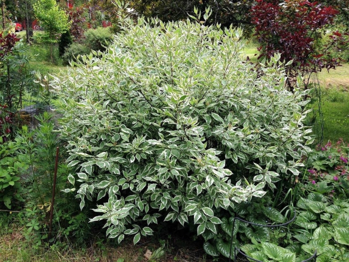 Дерен белый айвори хало