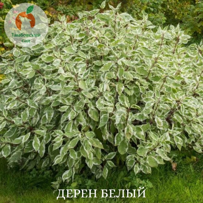 Дёрен белый растение