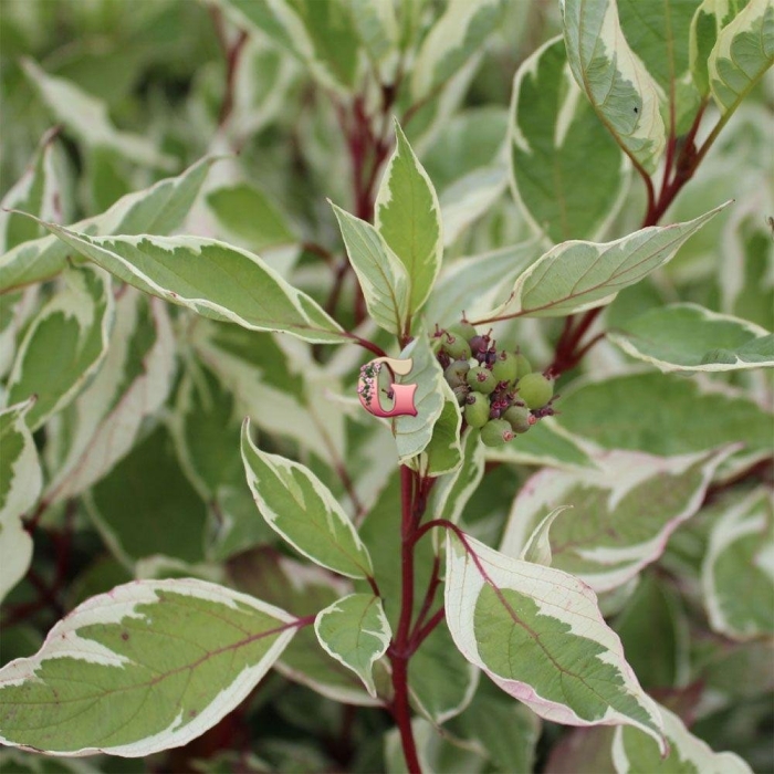 Дерен белый элегантиссима