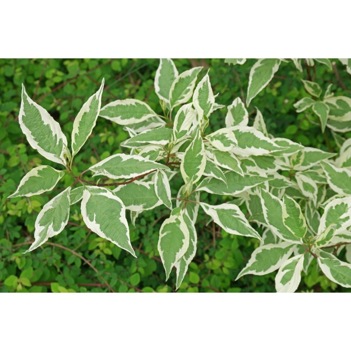 Дерен белый айвори хало