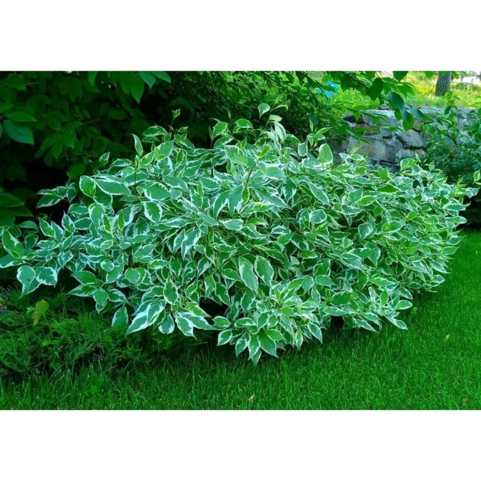 Пестролистный дерен