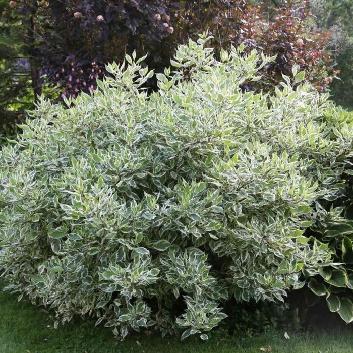 Дерен белый айвори хало