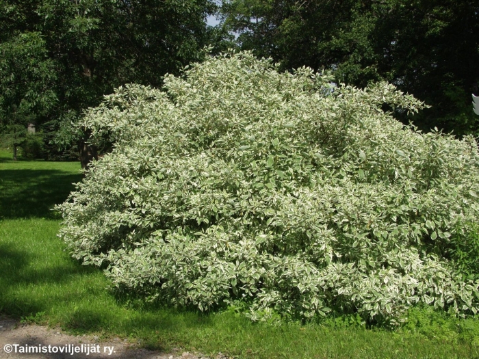 Дерен белоокаймленный элегантиссима