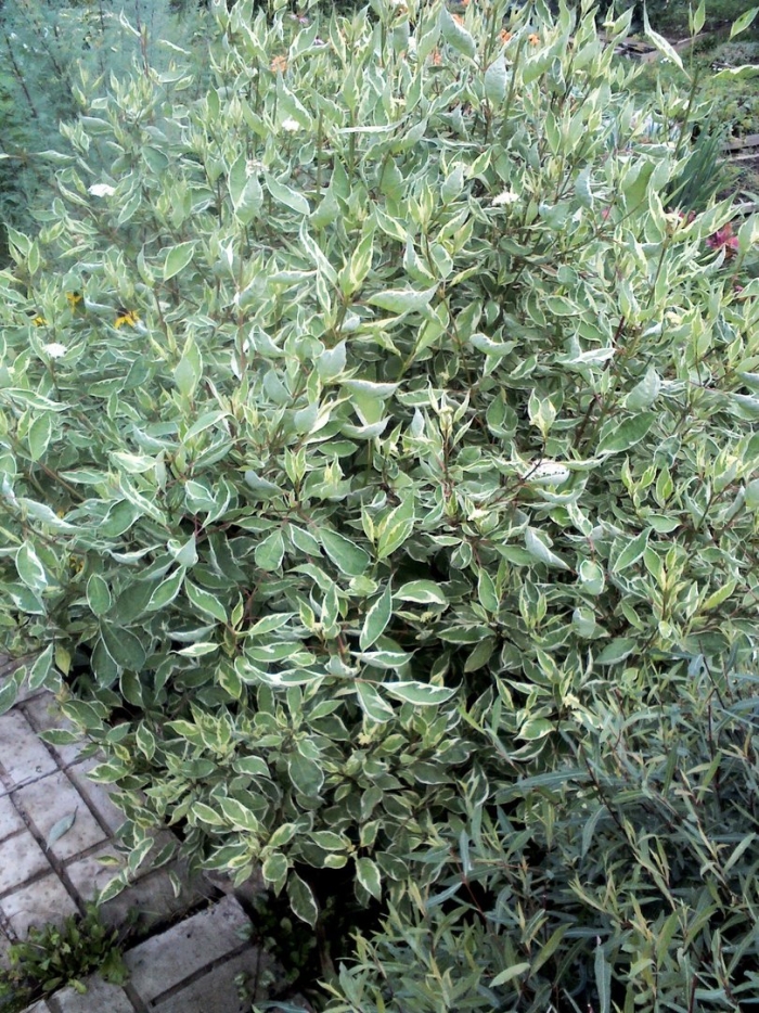 Дёрен белый элегантиссима