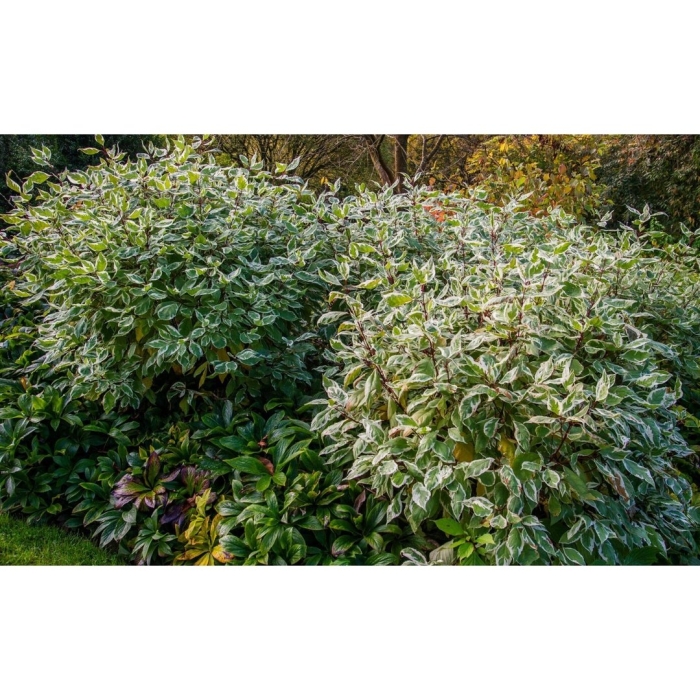 Cornus alba ivory halo / bailhalo