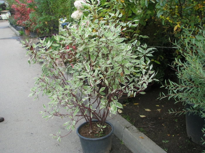 Дерен элегантиссима