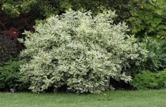 Дерен белый айвори хало