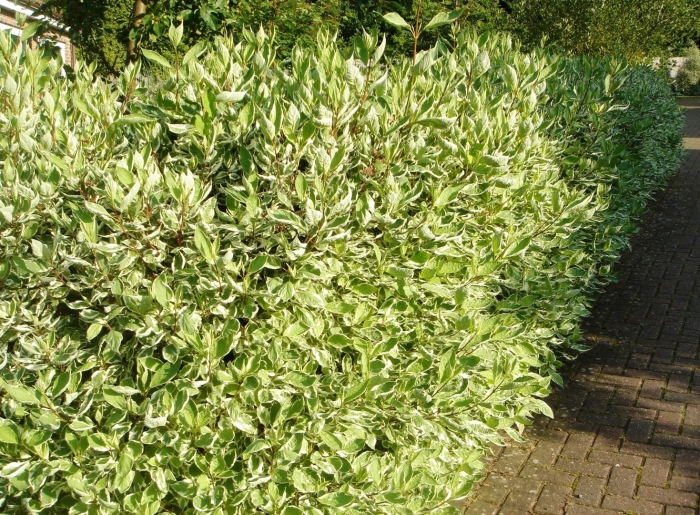 Cornus alba 'gouchaultii'