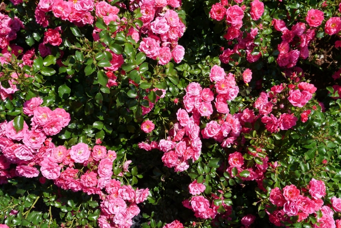 Роза почвопокровная хейдетраум