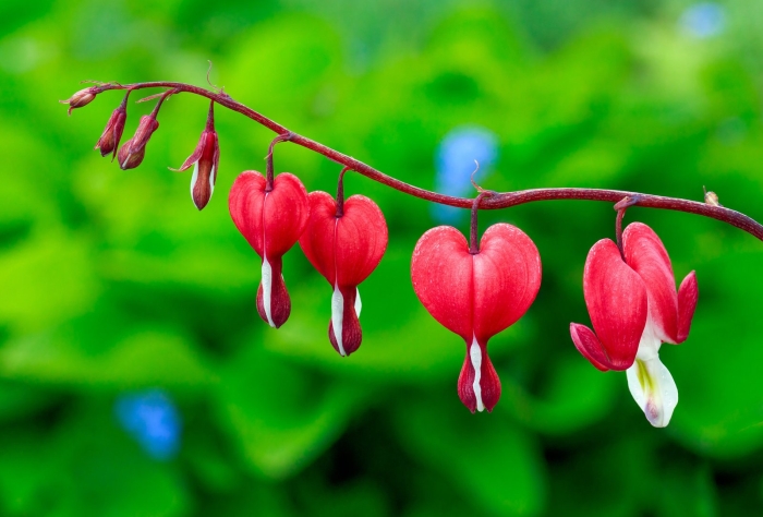 Дицентра великолепная (bleeding heart)